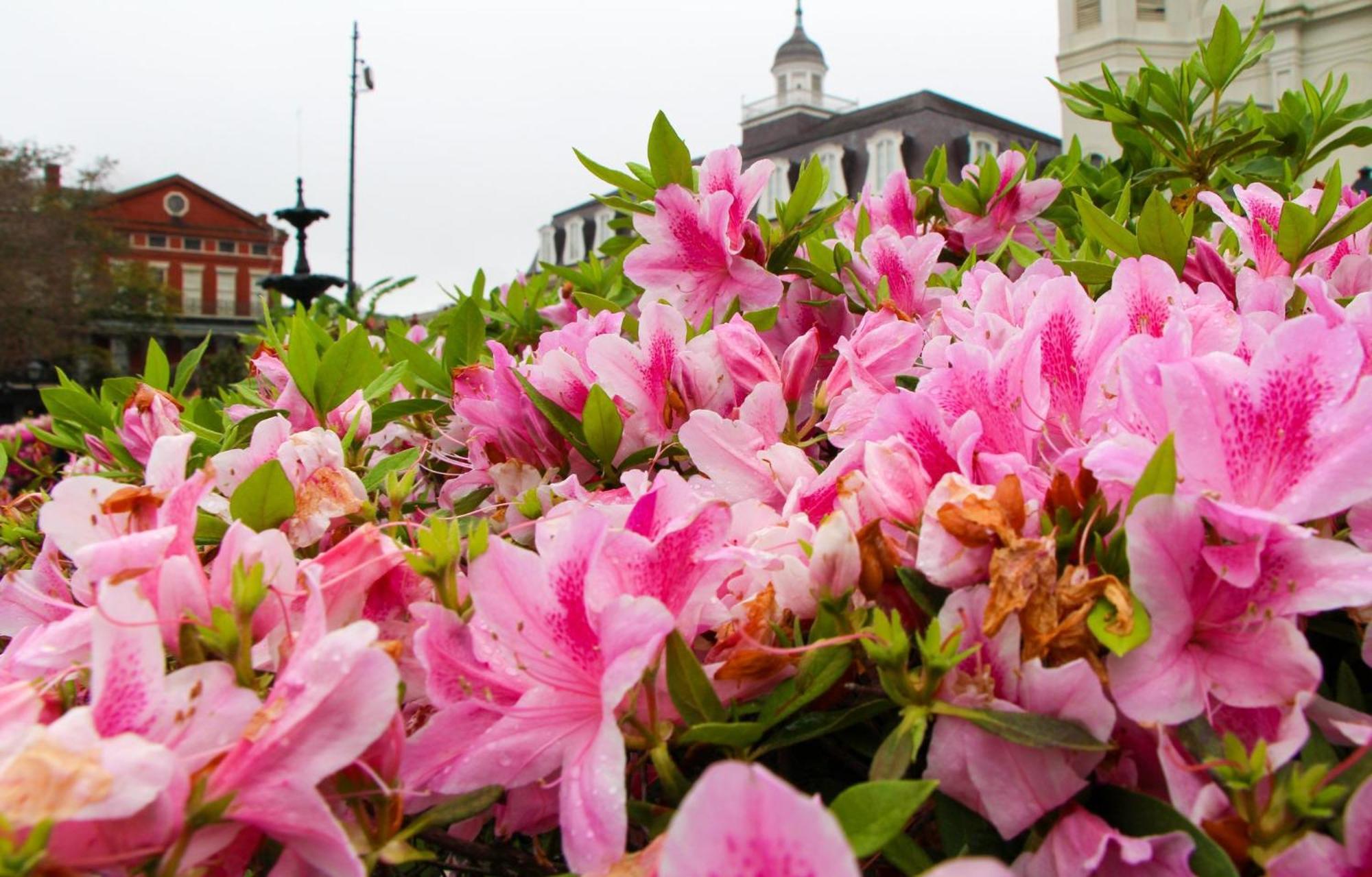 Holiday Inn Express New Orleans - St Charles, An Ihg Hotel Exterior photo